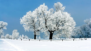 tree filled with snow, snow, winter, landscape, trees
