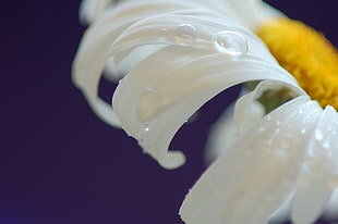 white flower close view HD wallpaper