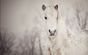 white horse, nature HD wallpaper