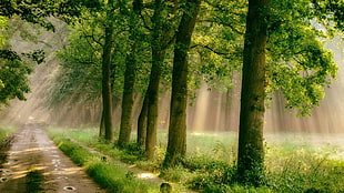 green leafed trees, forest, road, trees, grass