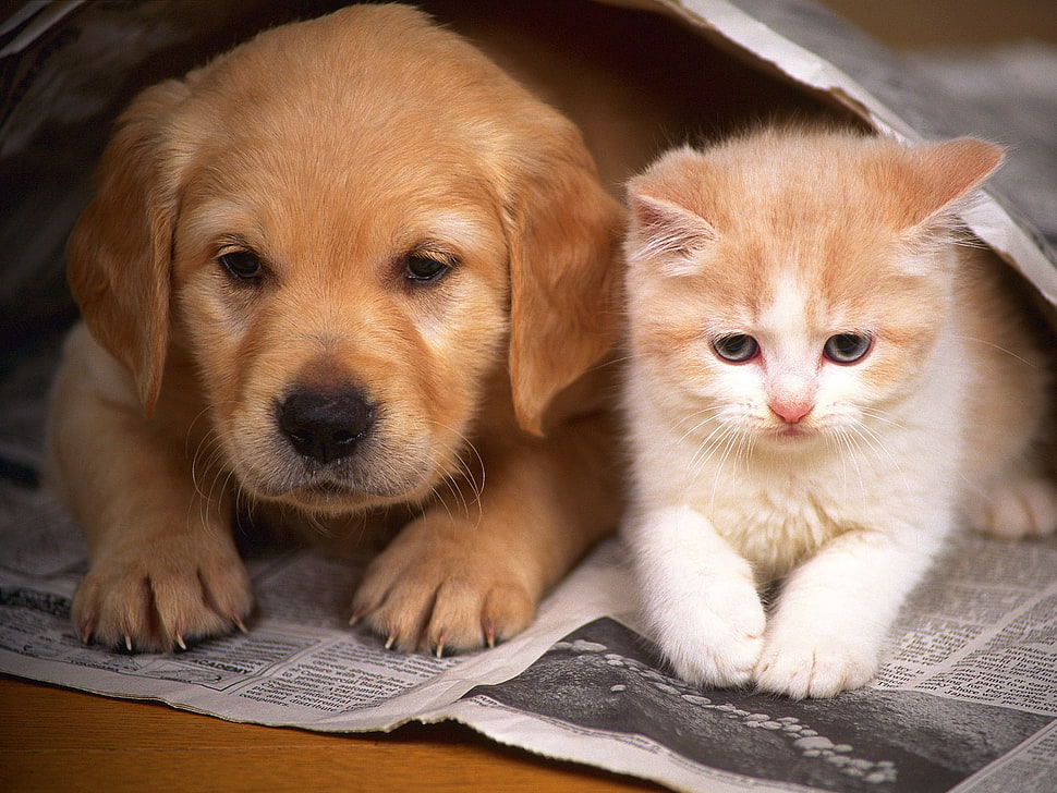 beige puppy and orange tabby cat HD wallpaper