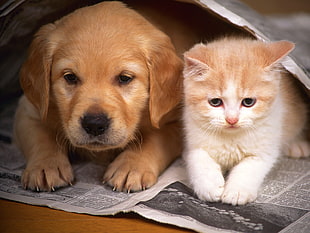 beige puppy and orange tabby cat
