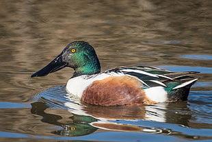 green, white, and brown duck on body of water, northern shoveler