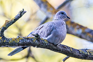 gray bird with black  beak sitting in tree twig, eurasian collared dove, streptopelia HD wallpaper