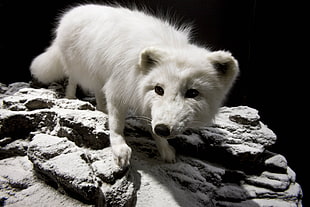 white four-legged animal