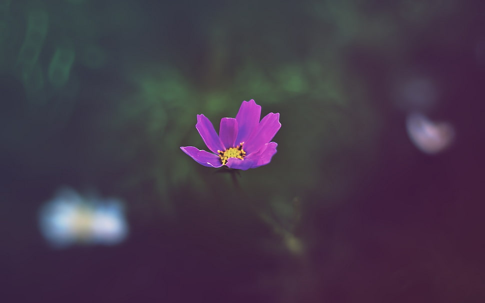 macro photography of purple petaled flower HD wallpaper