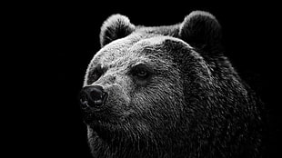 gray scale photo grizzly bear