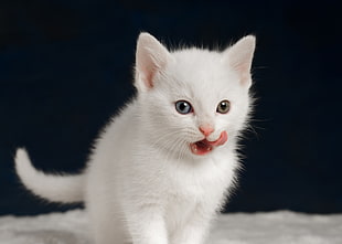 white kitten, kittens, white, tongues, animals