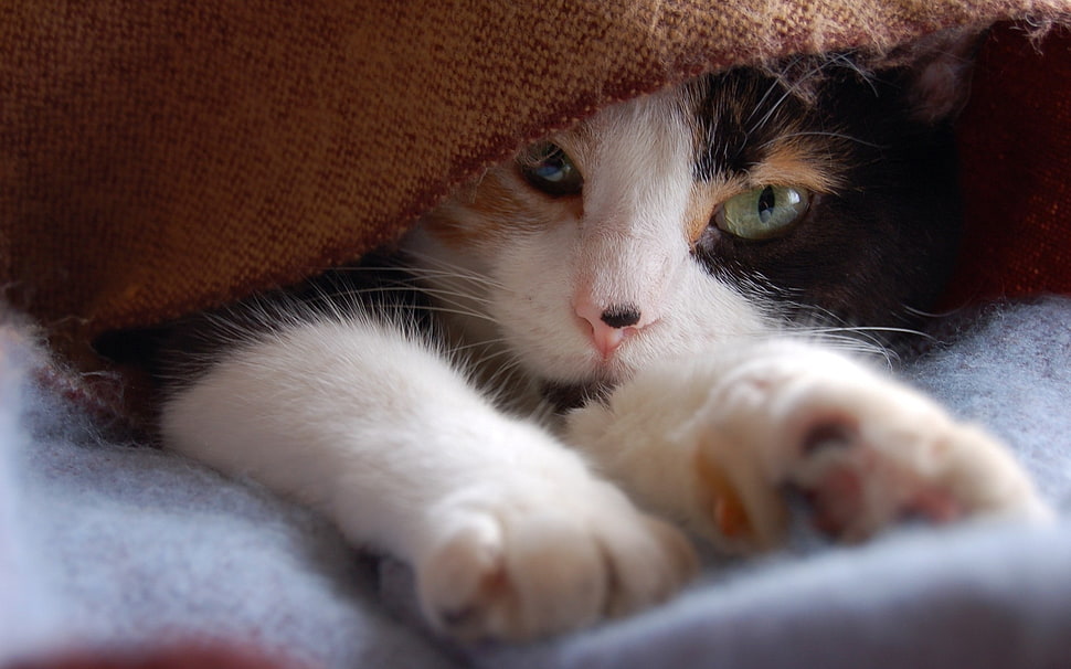 Calico cat on blue textile HD wallpaper