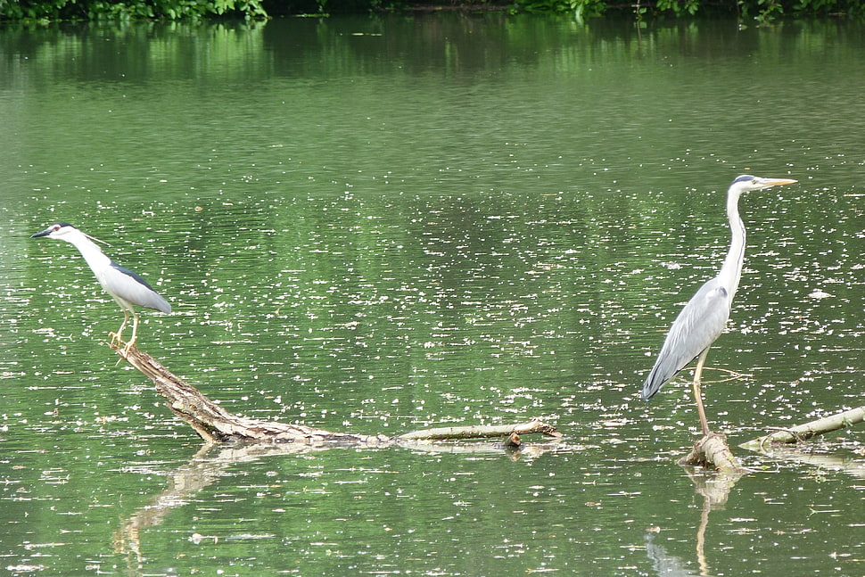 two heron on pond HD wallpaper