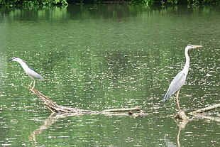 two heron on pond HD wallpaper