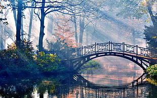 green leafed plants, forest, river, bridge, trees