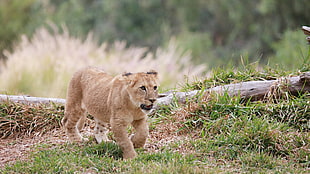 brown lion cub, animals, lion, baby animals