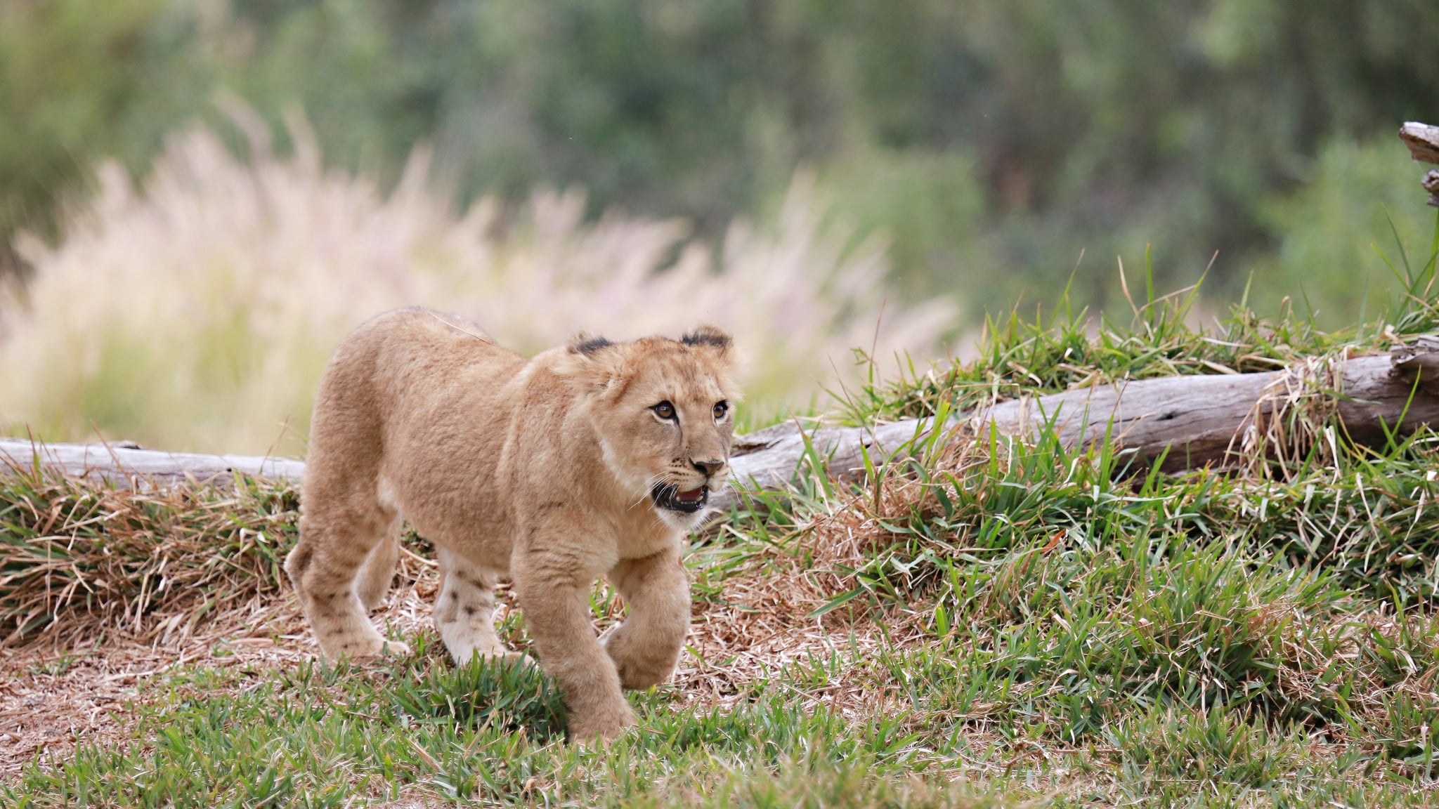 brown lion cub, animals, lion, baby animals