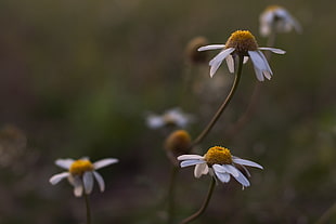 closed up photo of white daisy flowers