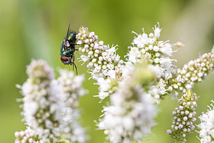 selective photography of Bottle fly on white petaled flower HD wallpaper