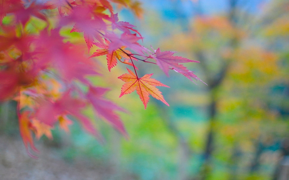 selective focus photography of red maple leaf HD wallpaper