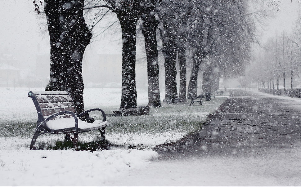 pathway surrounded by trees covered with snow HD wallpaper