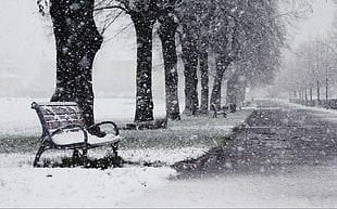 pathway surrounded by trees covered with snow