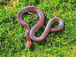 pink and purple snake on green grass during daytime