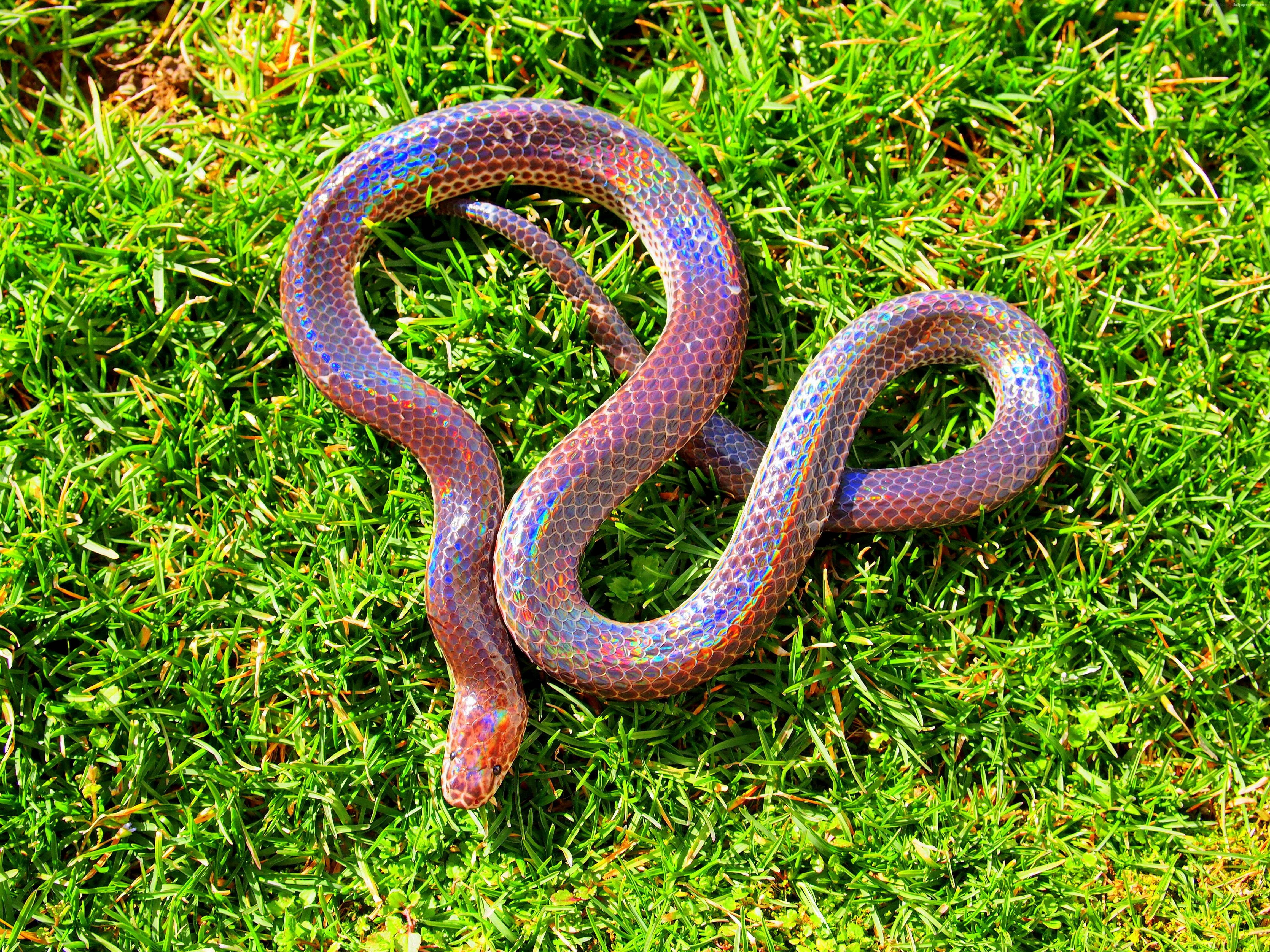 Purple snake by georgekev  Snake wallpaper Snake Cute snake
