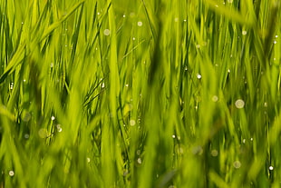 green grass with bokeh