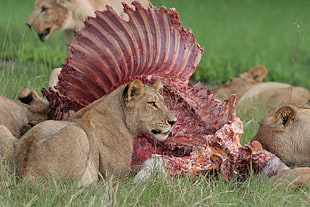 female lion eating meat
