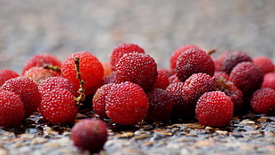 macro shot photography of red fruit, bayberry HD wallpaper