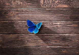 blue butterfly HD wallpaper