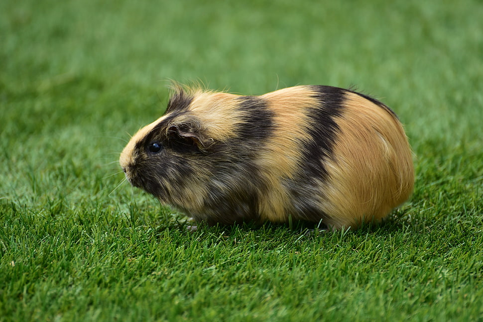 brown and black striped guinea pig HD wallpaper