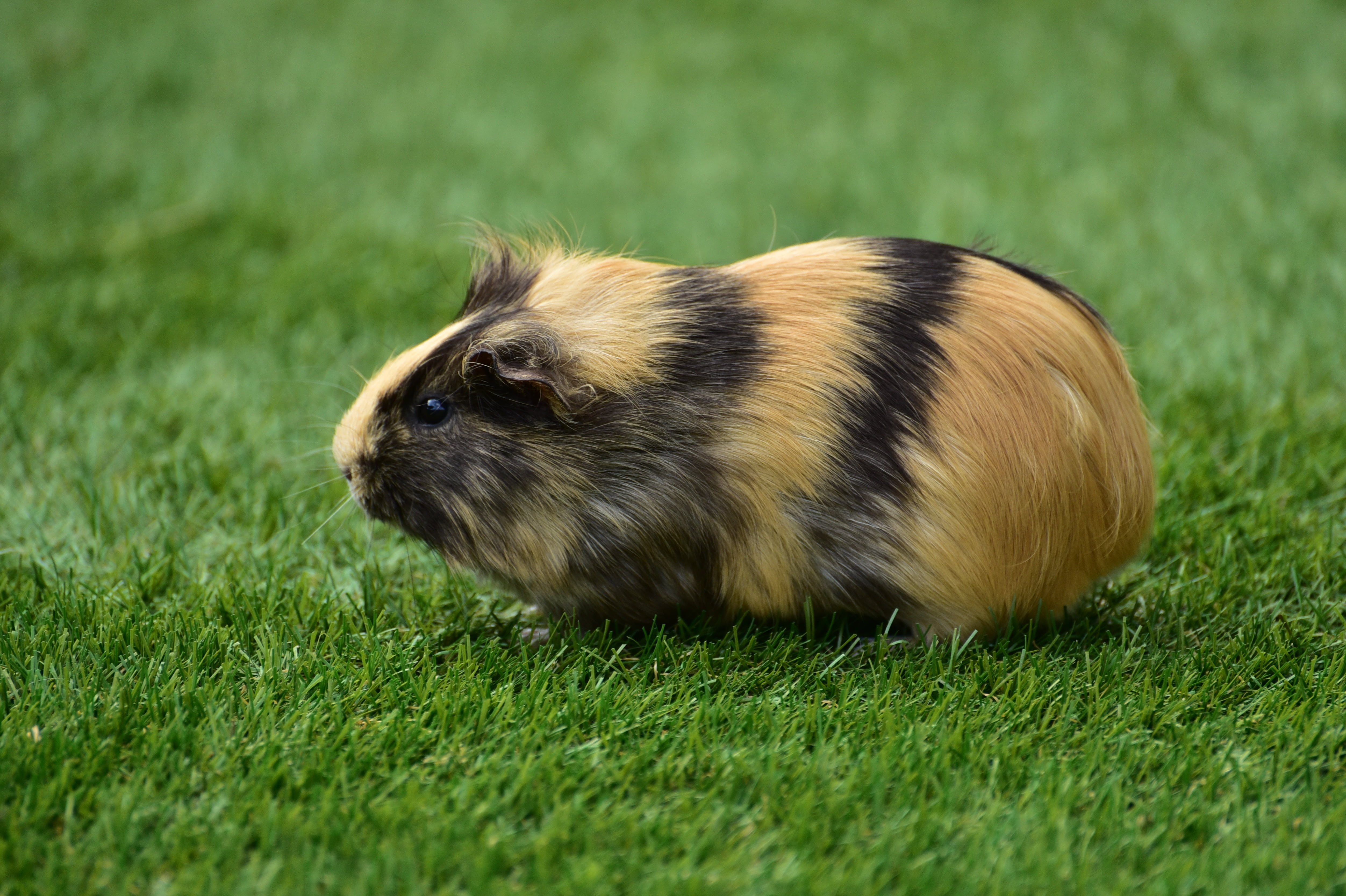 brown and black striped guinea pig