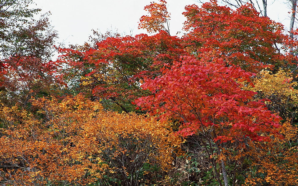 maple trees HD wallpaper