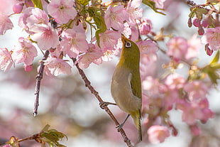 green and white bird eating a pink flower photography