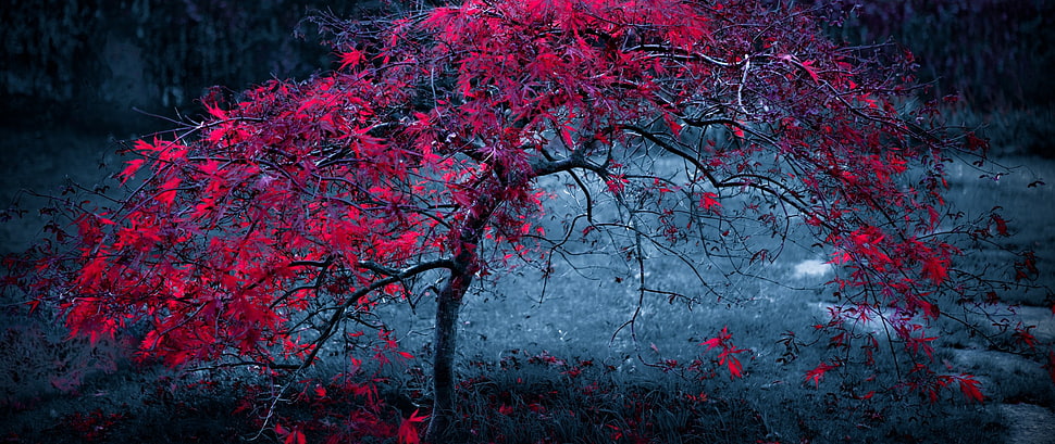 red leafed tree, red, trees, grass, filter HD wallpaper