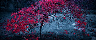 red leafed tree, red, trees, grass, filter