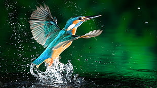 blue kingfisher, kingfisher, water drops, birds, animals