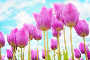 pink Tulip flowers in bloom during daytime