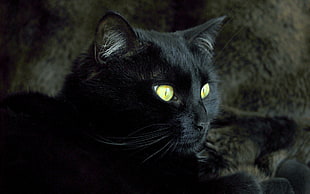 bombay cat with yellow eyes HD wallpaper