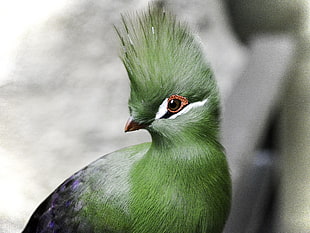 closeup photography of green bird, turaco