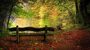 brown wooden bench under tree facing body of water