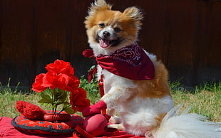 adult tan and white Pomeranian beside red Rose bouquet on grass field close-up photo during daytime