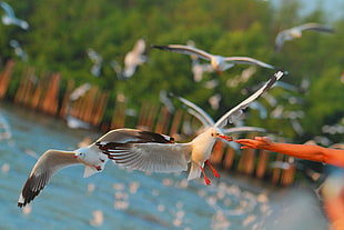 selective focus photograph of seagulls HD wallpaper