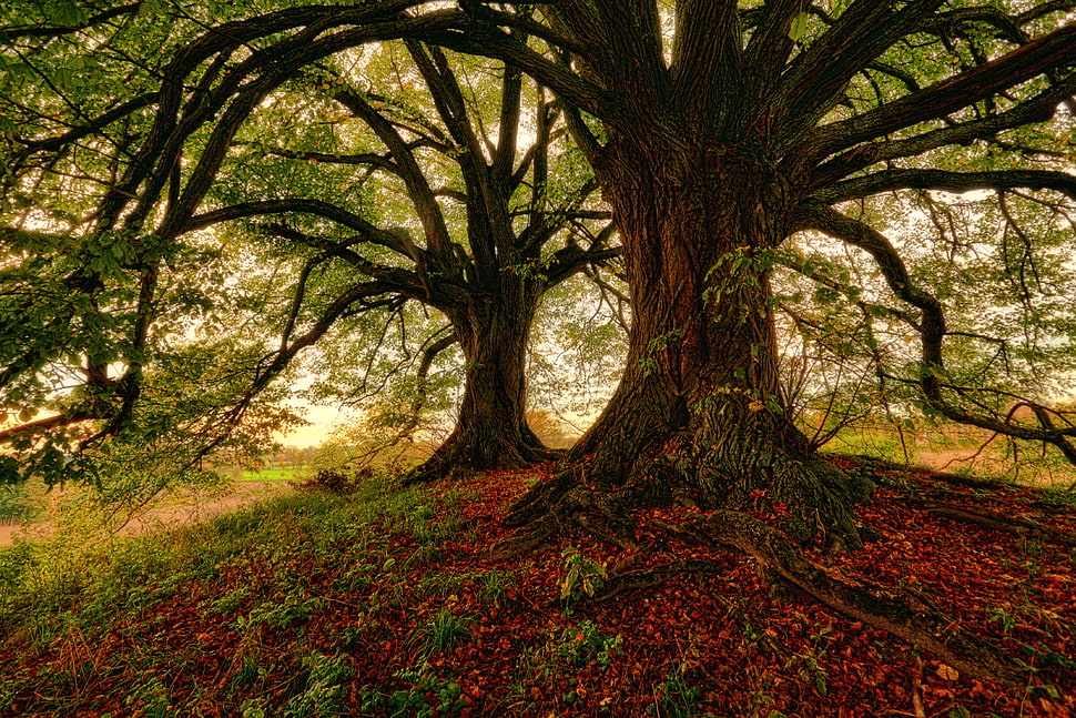 two sentinel trees, Tree, Moss, Grass HD wallpaper