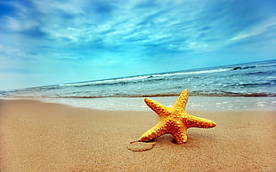 brown starfish, starfish, nature, beach HD wallpaper
