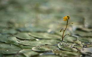 yellow flower on water with pad leaves selective focus photography