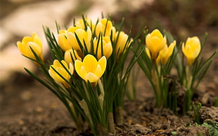 yellow Crocus flowers in bloom during daytime