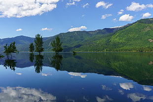 green leafed trees, landscape, water, reflection, trees
