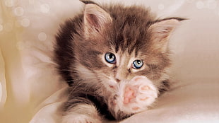 brown tabby kitten, kittens, paws HD wallpaper