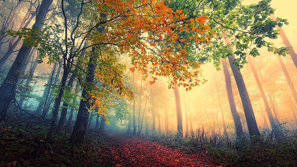 illustration of trees, landscape, trees HD wallpaper