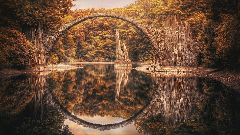 photo of forest HD wallpaper